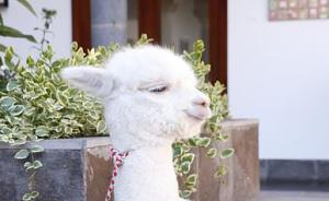 爆料美国羊驼视频播放,揭秘美国羊驼视频背后的故事